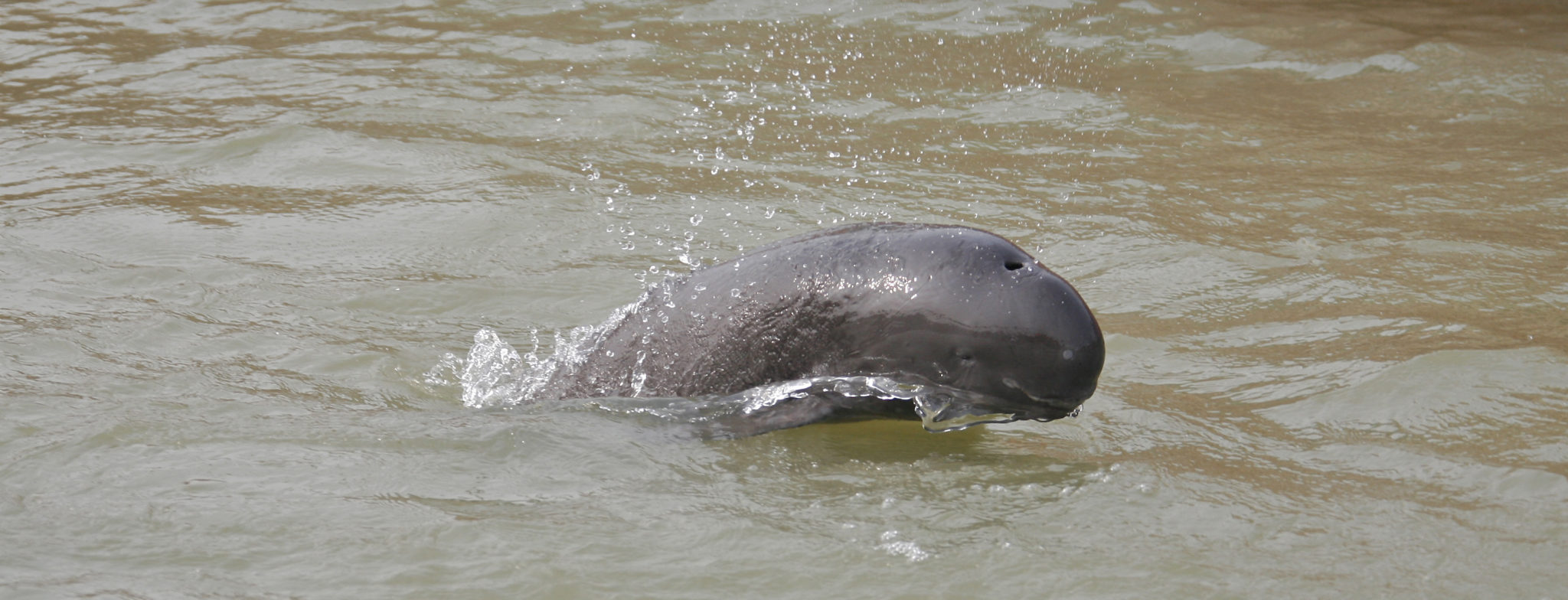Rare marine porpoise washed near Rameswaram