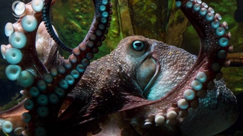 Octopus in aquarium gives birth to thousands of babies