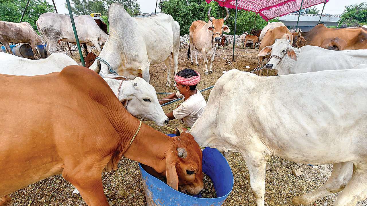 Ministry of agriculture and farmers welfare to  look after Cow board with 750 Crores