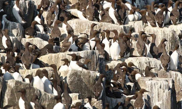 20,000 guillemots washed washed away off dutch coast