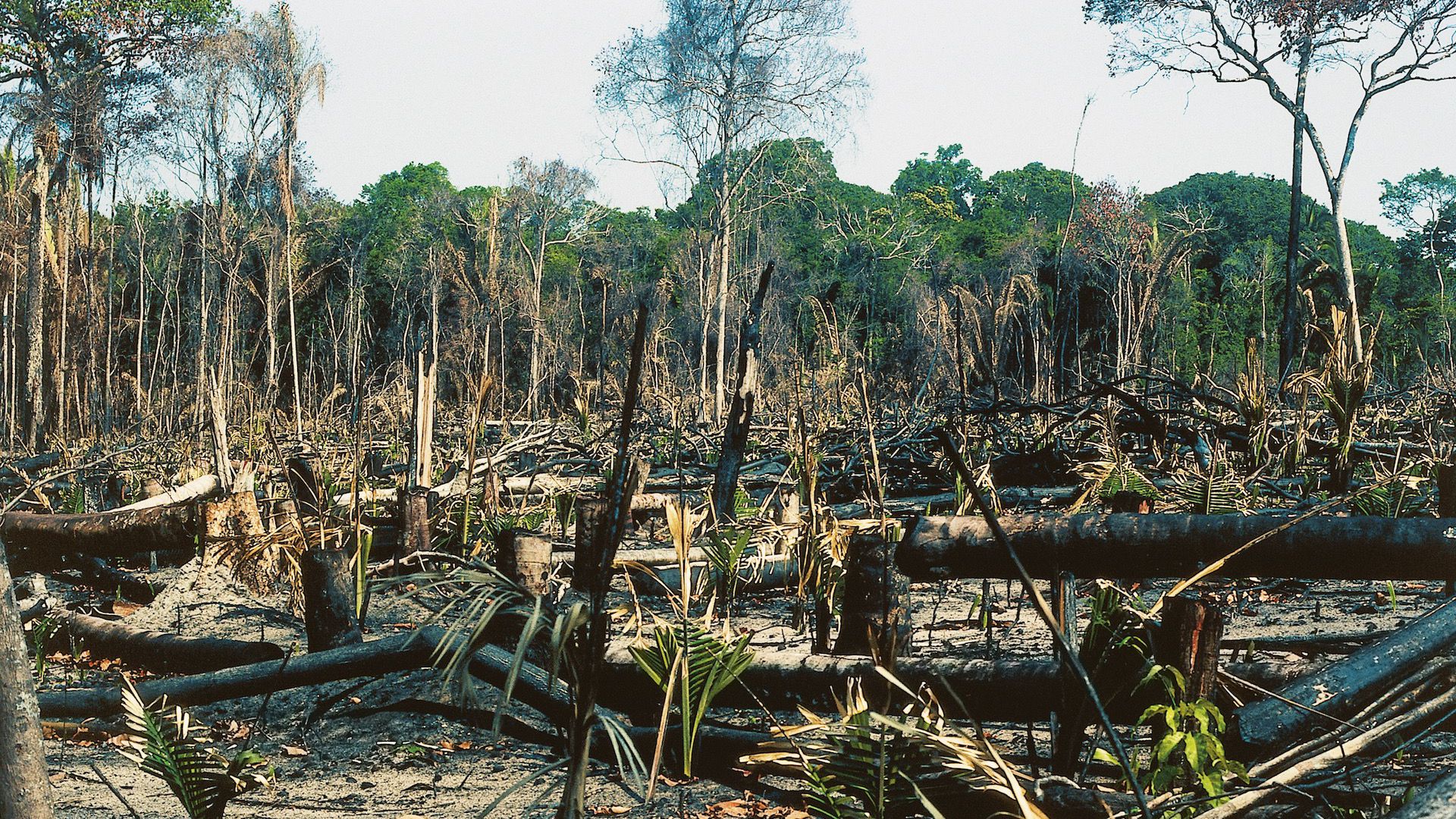 Deforestation @ 30 football fields per minute .. Modi Govt destroyed   1.2 Lakhs hectares : WRI