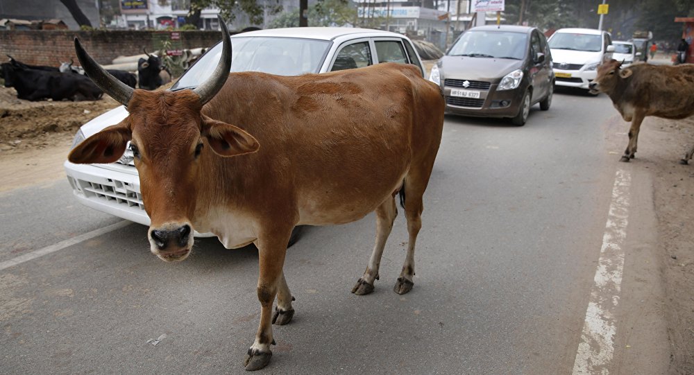 Gujarat cow Owner arrested for death a man  by his animal