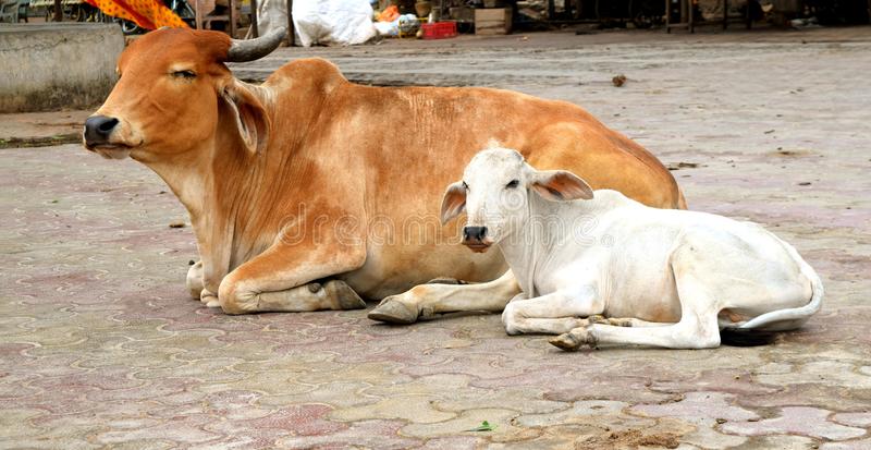 5.7% of Indian milk  contain cancer causing residues beyond permitted level : FSSAI