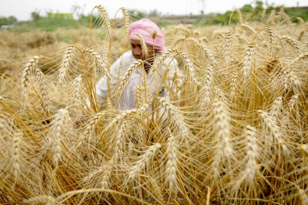 Wheat  Crop 2020 Harvest : Lack of one procurement policy in North India affects farmers