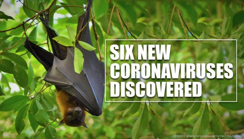 Researchers identified six more new coronaviruses from Myanmar bats