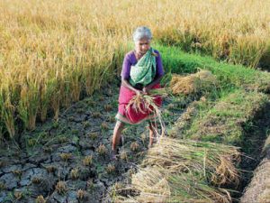 farmer tamilnadu