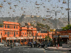 locusts bccl