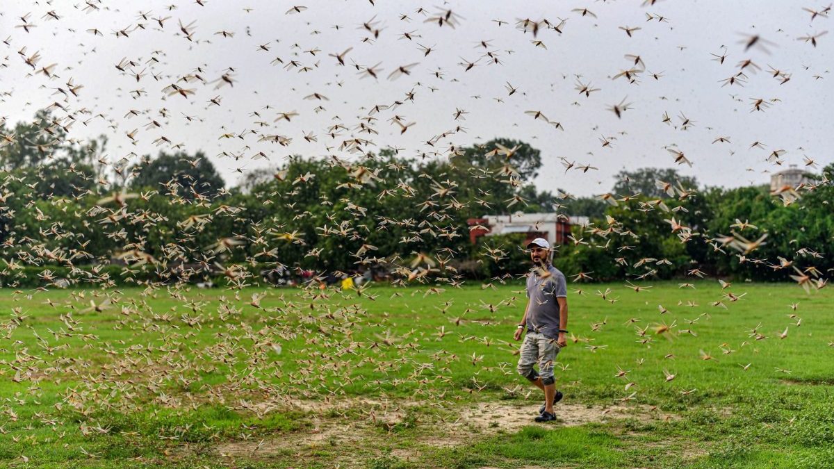 Swarms of locusts attack Gurugram ..Delhi  under alert