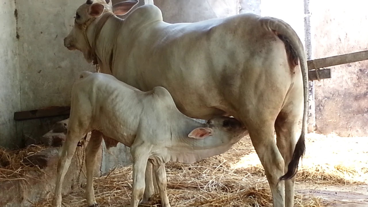 Explosive  blown off Pregnant cow’s  survived and delivered calf