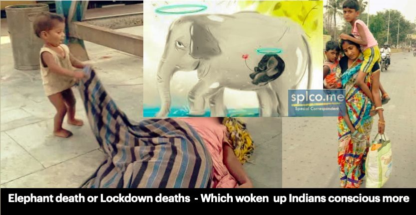Elephant death case:1 arrested ; Mother death case : No-one arrested