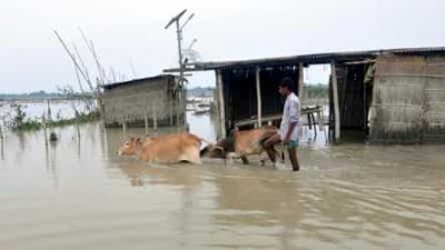 flood water shifts safer cattle puthimari place dd3cb758 cc7c 11ea a892 bc0febb83d85