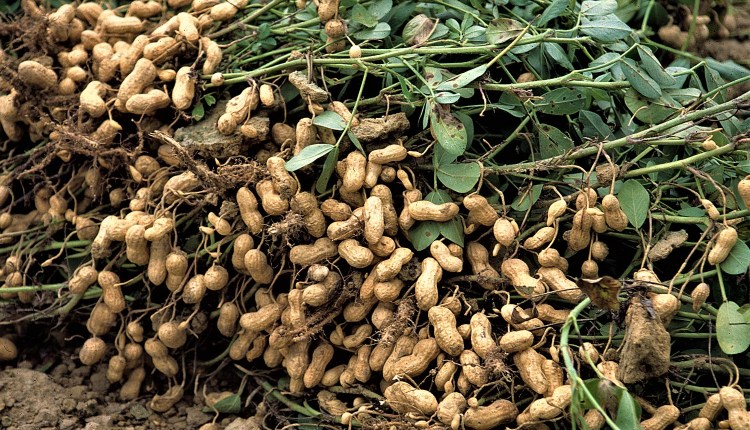 Groundnut crop failure Cooperative bank lending woes  affects 30000 acres  Kuruvai cultivation laments farmers