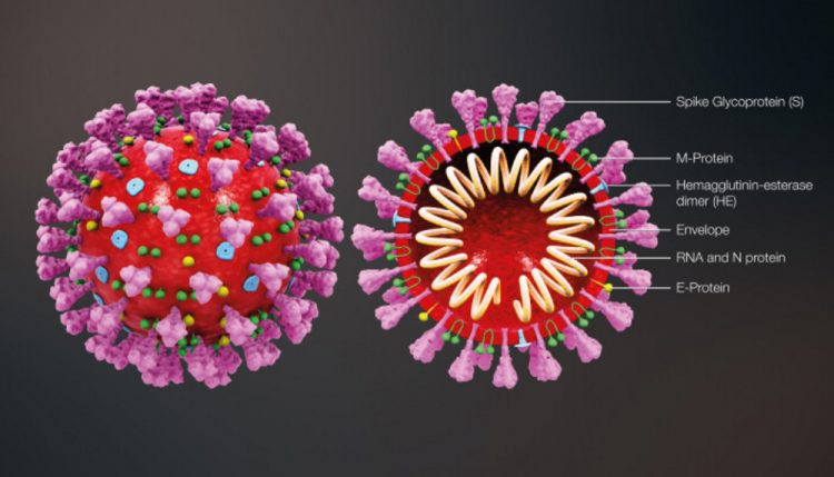 Two new strains of SARS-CoV-2, the virus causing Covid-19, have been detected in India : Health Minisitry