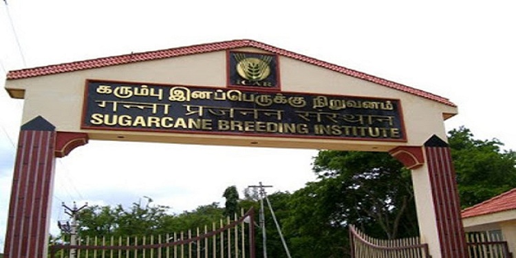 Job recruitment for ICAR SBI – Sugarcane Breeding Institute