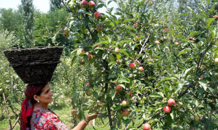 Kashmir apple growers complains about cheap Import from Iran via Gujarat port kills make in india