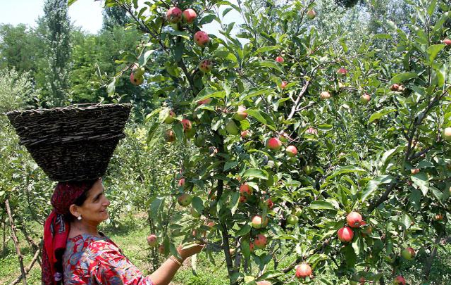 Kashmir apple growers complains about cheap Import from Iran via Gujarat port kills make in india