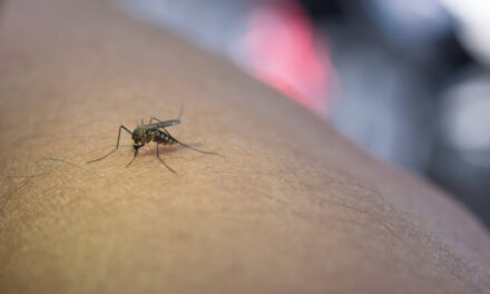 Residents complaints of Increasing mosquito menace in Chennai